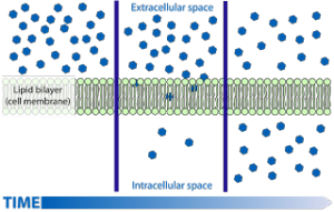 difusao_membrana_celular