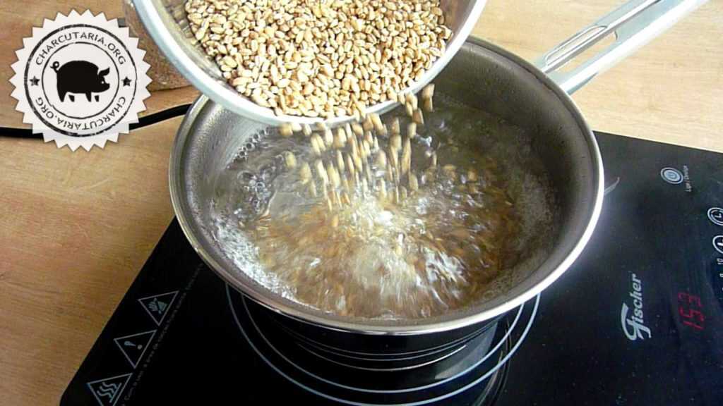 cevada - barley