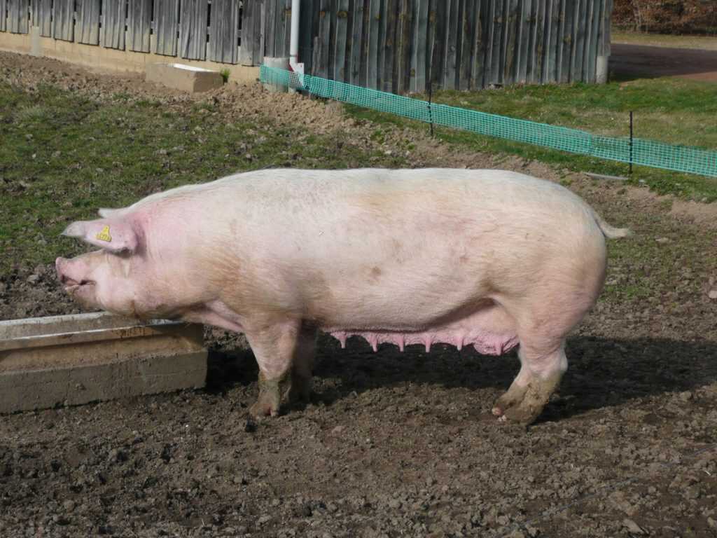 porco landrace