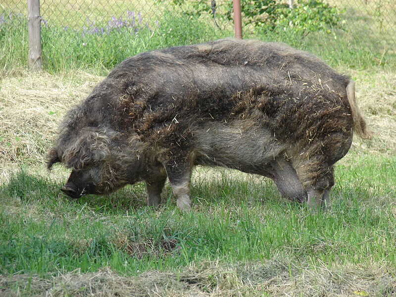 porco magnalitsa