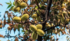 madeira nogueira pecan defumação