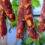 Linguiça Chinesa Lap Cheong